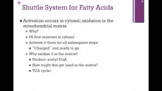 123Activation amp Shuttle of Fatty Acids [upl. by Delaney]