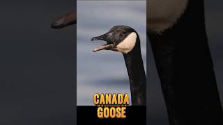 Listen To The Majestic Honks Of Canada Geese goose [upl. by Yecaj]