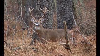 GIANT PA WHITETAIL DEER during the RUT [upl. by Tanaka]