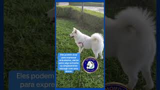 Vocalização e uivos dos Samoiedas samoieda dicas samoyed videosyoutube cachorrofeliz [upl. by Laiceps181]