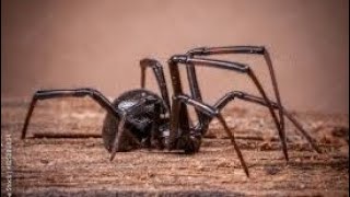 Mexican redknee tarantula vs black widow stick nodes [upl. by Shornick]