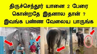 திருச்செந்தூர் யானை 2 பேரை தாக்கியதே இதனால தான் இவங்க பண்ணதை பாருங்க Tiruchendur elephant news tamil [upl. by Haggerty575]