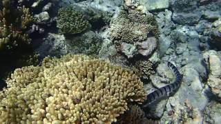 Snorkeling with a banded sea krait [upl. by Herrle]