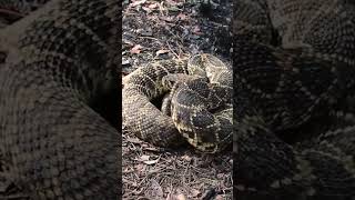 The Eastern Diamondback Largest Rattlesnake On Earth [upl. by Erny]