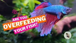 ARE YOU OVERFEEDING YOUR FISH It Might Not Be Your Fault [upl. by Trant]