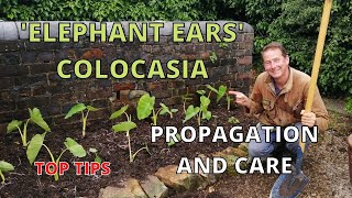 Colocasia Elephant Ear Plant Esculenta Propagation Watering Feeding Winter Care Top Tips [upl. by Aneeg]