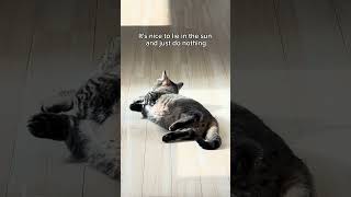 My cat photosynthesizing shorts cat funny [upl. by Silverstein]