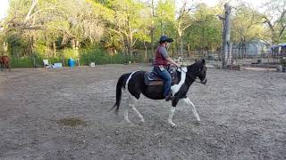 Warm Up Exercises to help a stiff horse stretch and flex at a walk and trot [upl. by Gustafson127]