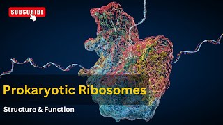 Ribosomes structure and functions EXPLAINED  cell biology  Biology [upl. by Spaulding]