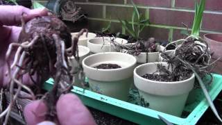 AMARYLLIS BULB PREP AND POTTING [upl. by Gyasi]