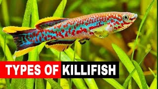 5 Different Types Of Killifish [upl. by Hgielrahc99]