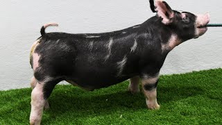 Lane Show Pigs Fall 2024 Berkshire Male 2081 [upl. by Anirol]