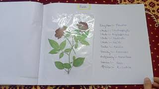 Herbarium File for class 11 herbarium BySumaiyakhan [upl. by Marleen]