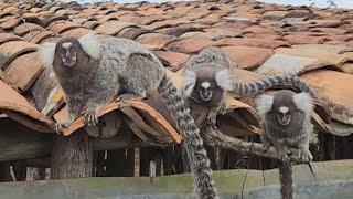 SERÁ VERDADE QUE OS MACACOS SAGUI COME OVO E ATÉ OS FILHOTES DE PASSARINHO GRANDE sagui filhotes [upl. by Kilk205]