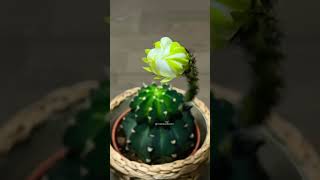 Echinopsis subdenudata cactus flower timelapse shorts [upl. by Nonregla]