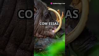 3 Curiosidades sobre o Babirusa curiosidades [upl. by Ellimak662]