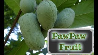 Forgotten Native American Fruit  Pawpaw  Benefits and Uses [upl. by Baese]