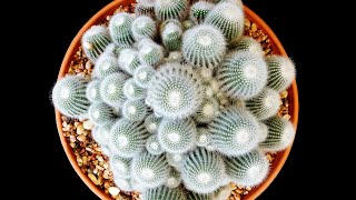 How to PROPAGATE CACTUS from CUTTINGS  PLANT CARE [upl. by Trotter162]