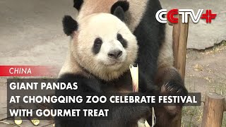 Giant Pandas at Chongqing Zoo Celebrate Festival with Gourmet Treat [upl. by Arrol]