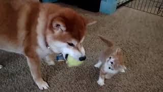 Cute Shiba Inu and Kitten playing together [upl. by Griffiths]