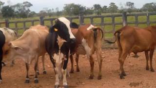 VENTA VACAS F1 HOLSTEIN X GYR LECHERO PRIMER PARTO [upl. by Sirdi]