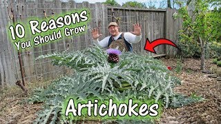 10 Reasons To Grow Artichokes [upl. by Nereus553]