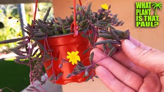 Othonna capensis quotRuby Necklacequot  also goes by the name String of Pickles  STUNNING Yellow Blooms [upl. by Leuneb55]