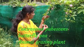 Centrosema pubescens Butterfly pea Animal grazing plant [upl. by Animrelliug]