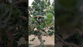 Natal plum plant Carissa macrocarpa nature shorts plant [upl. by Ativla]