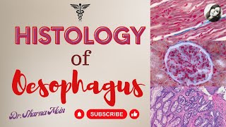 Histology of Oesophagus [upl. by Aihseken194]