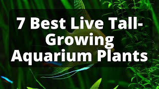 7 Best Live TallGrowing Aquarium Plants [upl. by Airdnalahs]