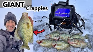 INSANE Giant Crappie ACTION Early ICE Fishing Wisconsin [upl. by Yevad]