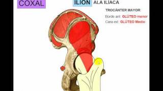 OSTEOLOGIA DE MIEMBRO INFERIOR 1 [upl. by Bonni600]