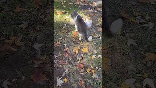 Meathead enjoying a nice beautiful fall day cat rescuekitty cuteanimal [upl. by Fillian]