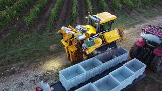 Vendanges 2023vigne gregoiregs4 levé du jour sur les vignesbourgogne [upl. by Akcirre]