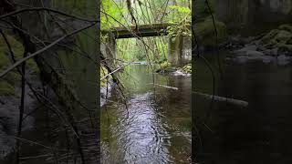 Log floating downstream  Tillamook State Forest  May [upl. by Ravid]