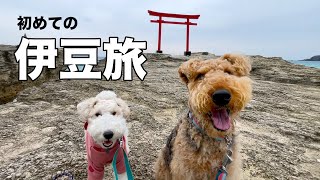 初めての伊豆半島に念願叶って行ってきましたが犬連れには楽しすぎた弾丸旅［犬連れ家族旅行］ [upl. by Aratal]