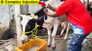 Cow Video  Belamyl Injection  B Complex Injection  Liver Extract With Vitamin B12 Injection [upl. by Beatrix]