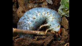 May Scarab Beetle Larvae Phyllophaga portoricensis Larva del Escarabajo Caculo [upl. by Notwen]