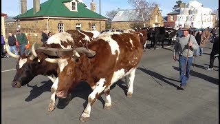 Oatlands Tasmania  Bullocks hauling the local wool clip down High Street [upl. by Tatia]