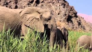 NATUCATE – Protecting Desert Elephants in Namibia [upl. by Fritzsche]