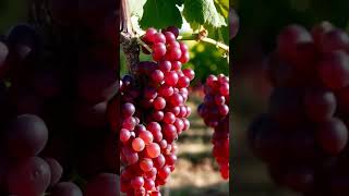 Discover the BEST Way to Grow Juicy Grapes Fast [upl. by Ennaxor]