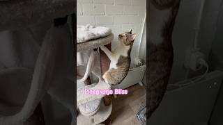 Pleegkatje Bliss😻cat catlover catshorts cutecat adoptnotshop katjes adoptme [upl. by Pazice968]