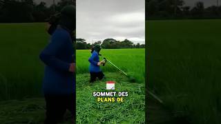 Le mystère derrière la coupe du riz avant la récolte révélé  🌾😱quot [upl. by Akimik220]