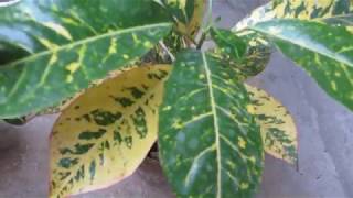 Croton Plant  Indoor Plant Care amp Propagation Tips [upl. by Helyn]