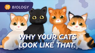 Intro to Genetics Why Your Cat Looks Like That Crash Course Biology 31 [upl. by Adekram]