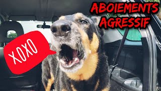 BRUIT DE CHIEN QUI ABOIE  🤬 [upl. by Amo]