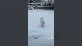 Samoyed snow cloud [upl. by Vena]