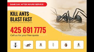 How to kill ants Commercial pest control service [upl. by Ataynek278]