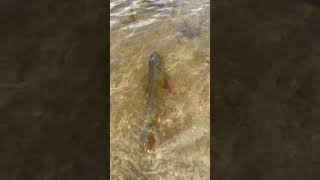 Peacock bass release [upl. by Campney]